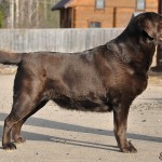 RUS CH BLR CH COCA COLA FROM MAGNIFICOS KINGDOM