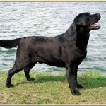 INT , USA, FR, NL, LUX, UK SHCH, 2002 EUROPEAN VICE CHAMPION - BUNDESSIEGER 2002 RESERVE CC : CRUFTS 2003 Ole