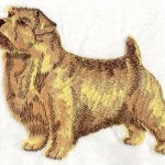 norfolk_terrier_-_i1191